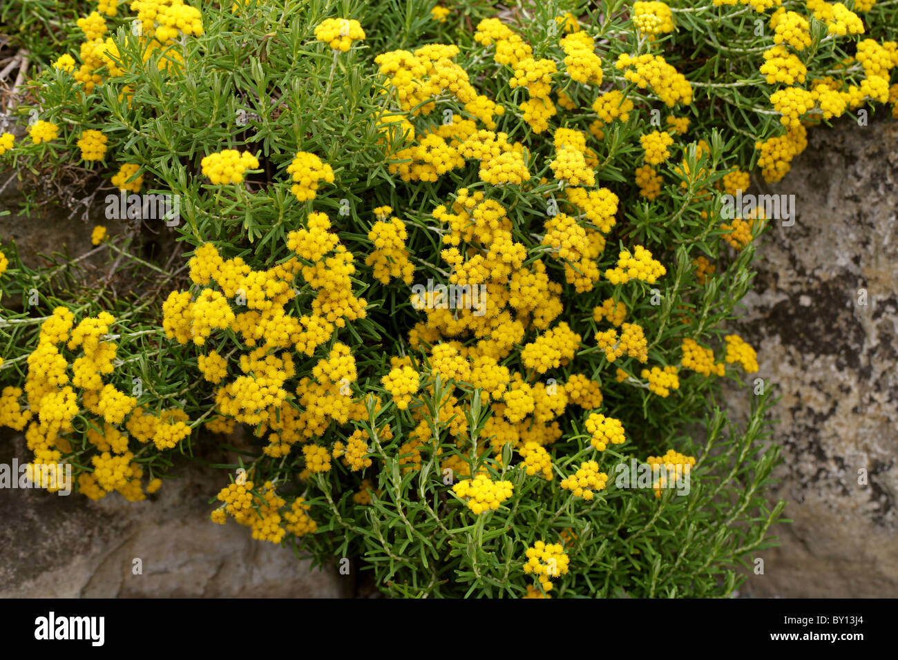 Strawflower aka Everlasting Flower, Helichrysum trilineatum, Asteraceae, South Africa. Stock Photo