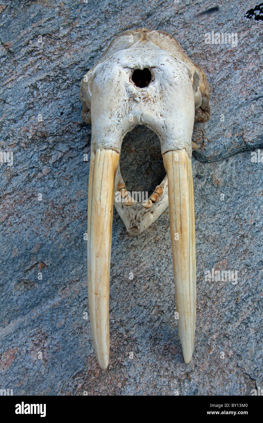 Walrus (Odobenus rosmarus) close-up skull with large tusks, Ilulissat, Disko-Bay, West-Greenland, Greenland Stock Photo