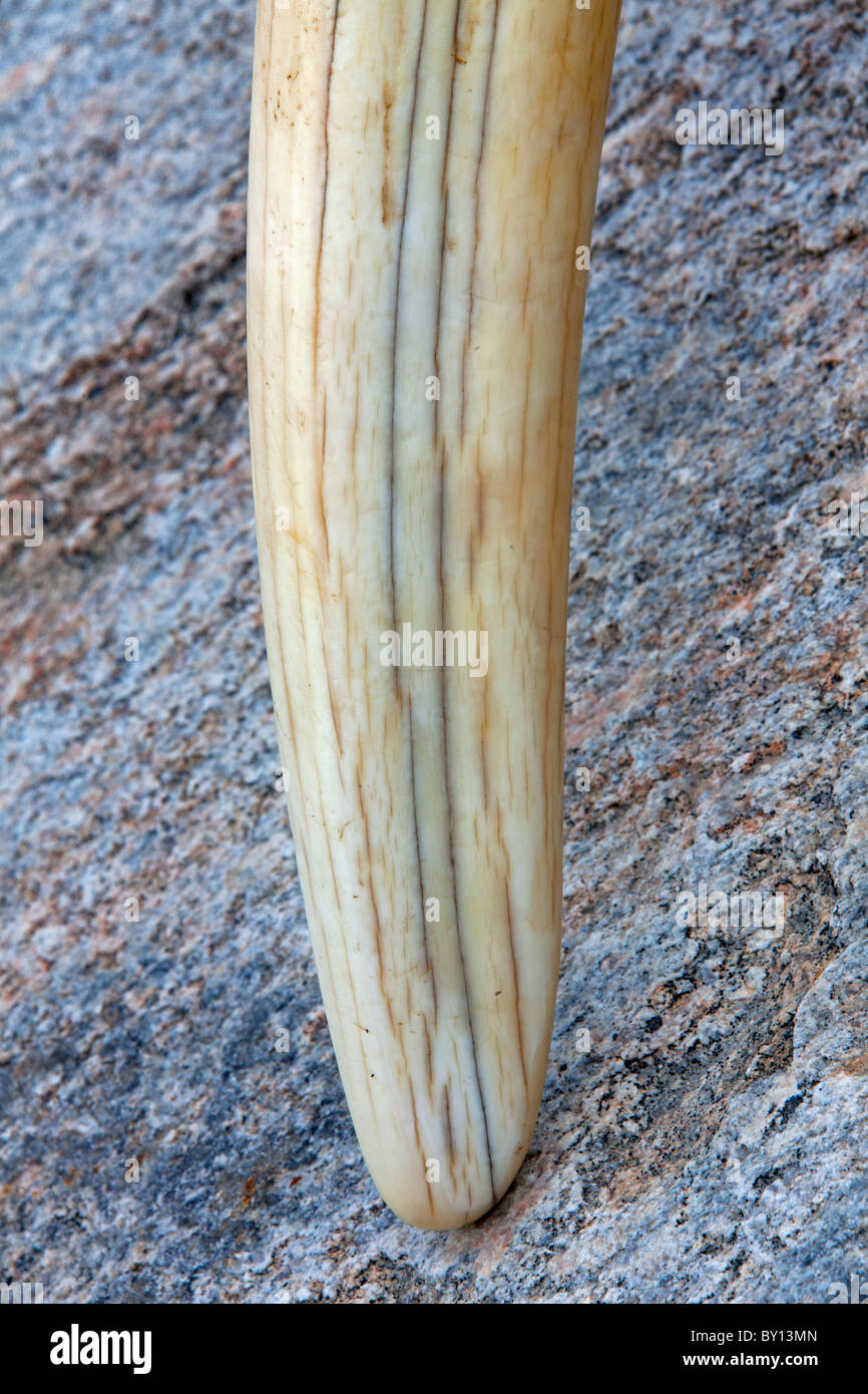 Walrus (Odobenus rosmarus) close-up of large tusk, Ilulissat, Disko-Bay, West-Greenland, Greenland Stock Photo