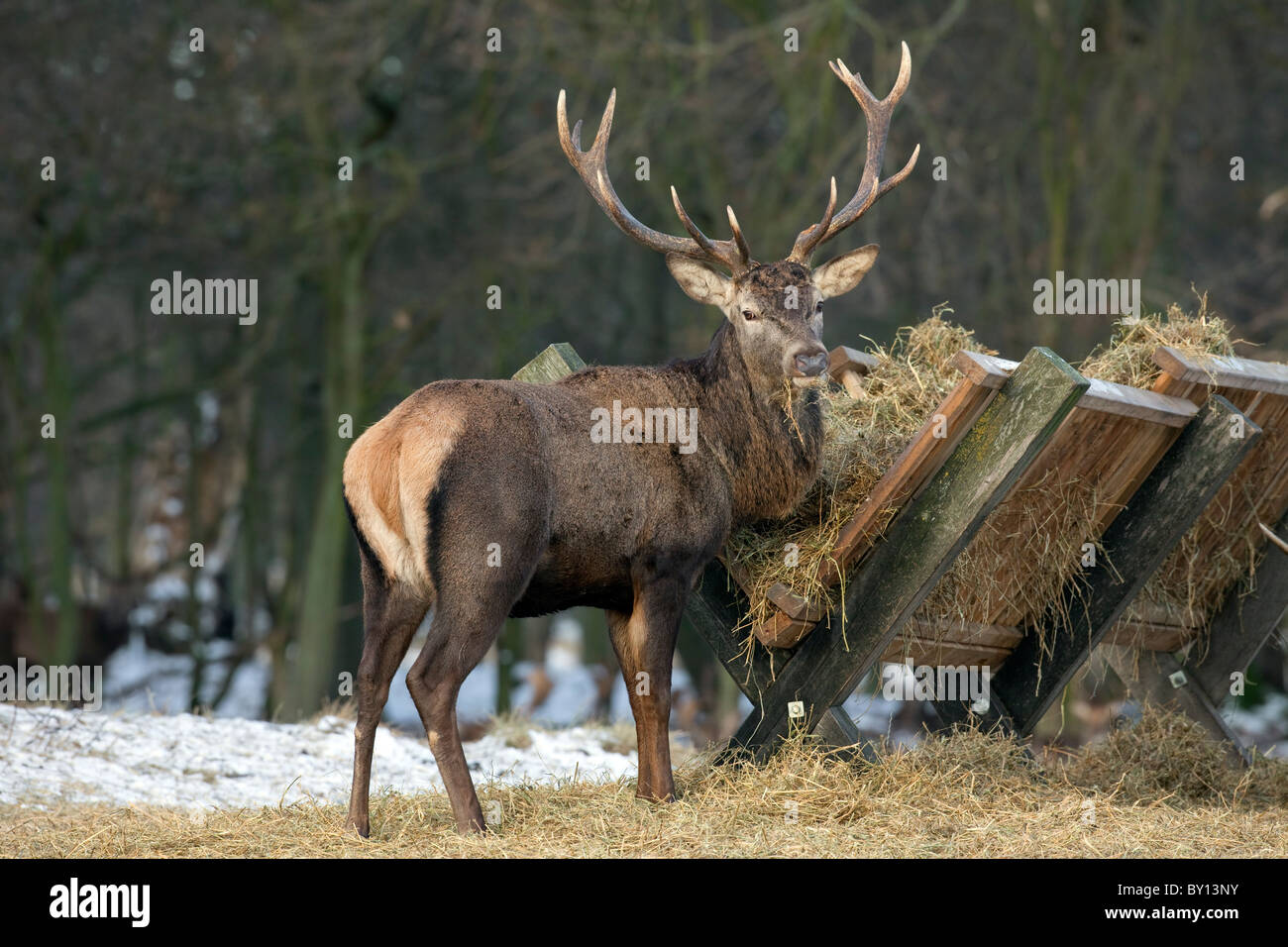 Feeding red deer hires stock photography and images Alamy