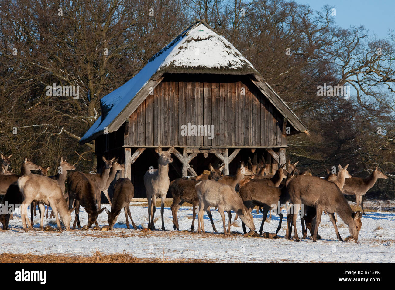 Red deer hinds (Cervus elaphus) feeding on supplemental food in manger in winter in the snow, Denmark Stock Photo