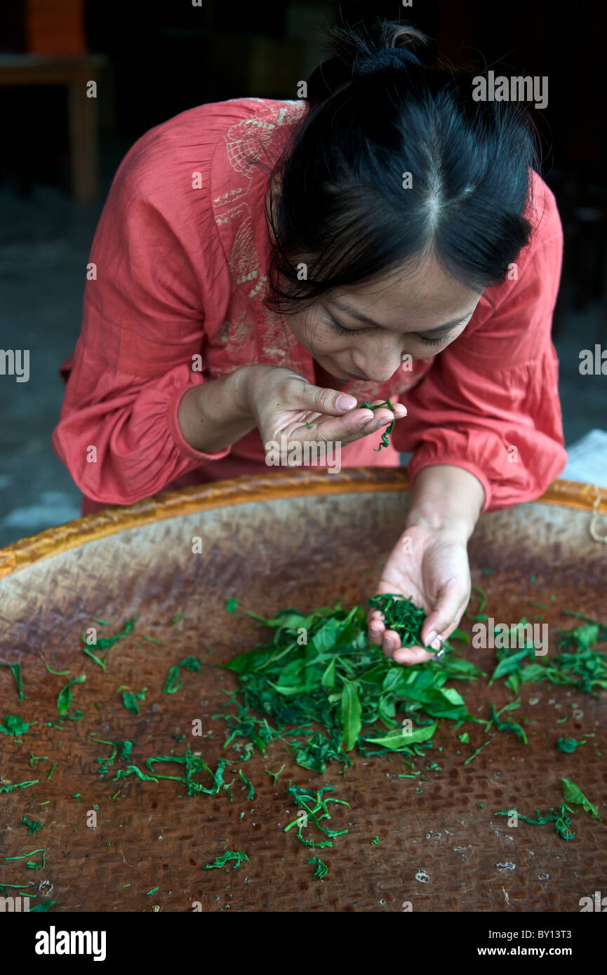 A woman smelling tea leaves at the Assam Black Tea Plantation in Sun Moon Lake, Taiwan. Stock Photo