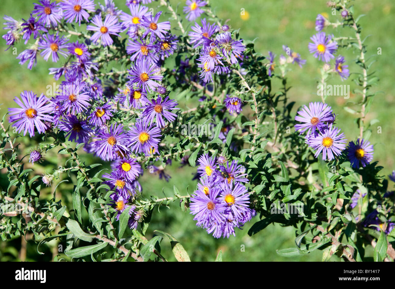 Michaelmas daisies at the Plimoth Plantation Museum in Plymouth