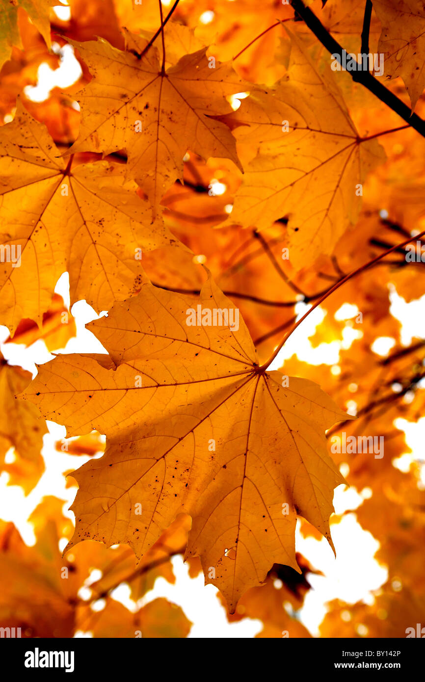 Autumn leaves of the Norway Maple Stock Photo