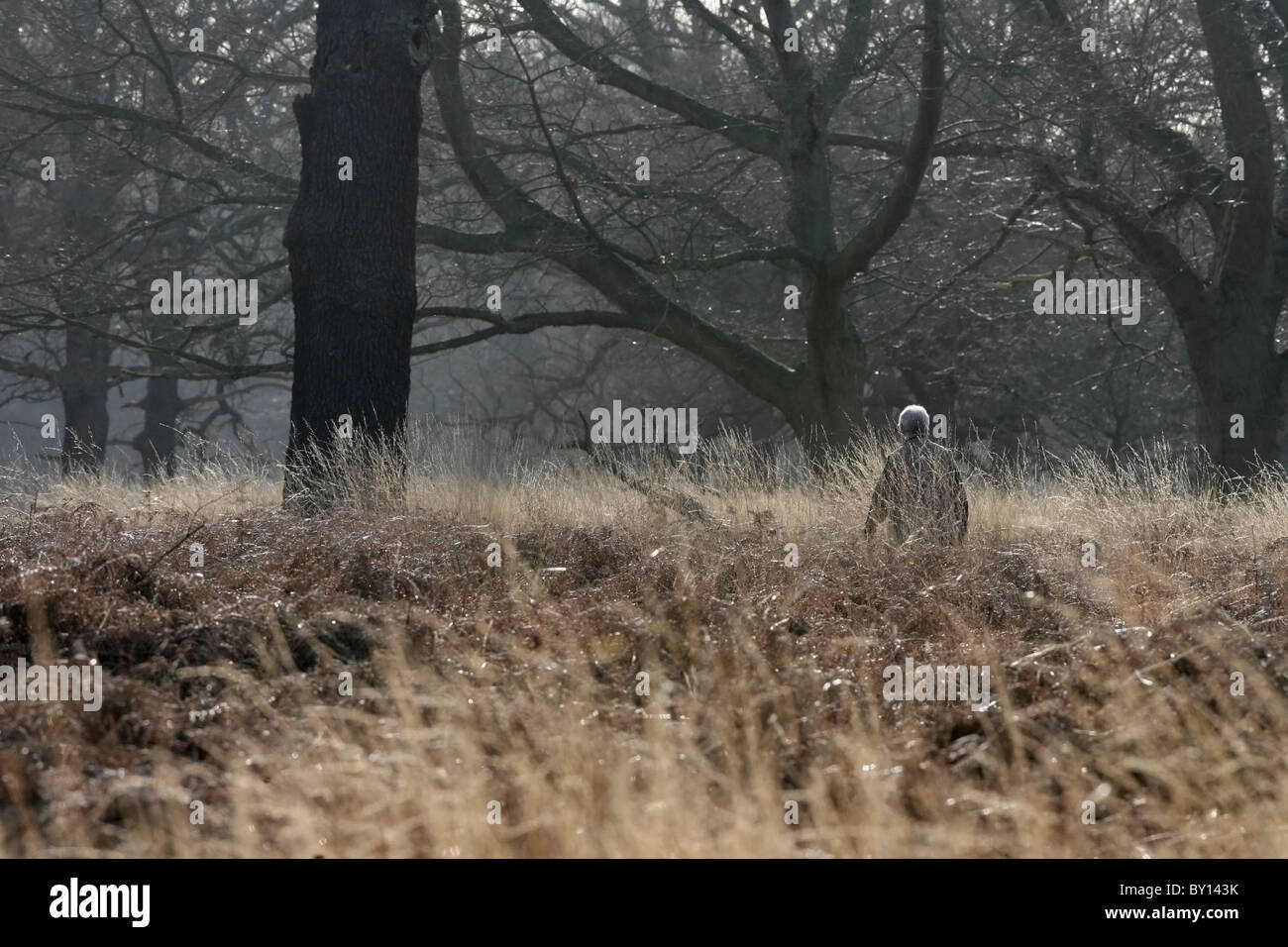 Walking through ferns trees in hi-res stock photography and images - Alamy