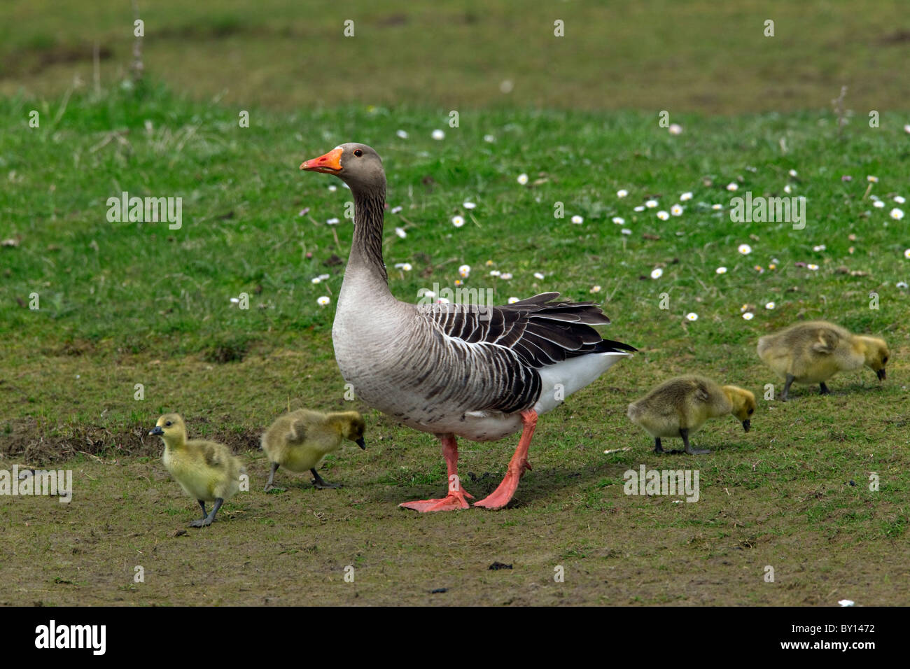 Greylag goose (Anser anser) adult with goslings in spring, Germany Stock Photo