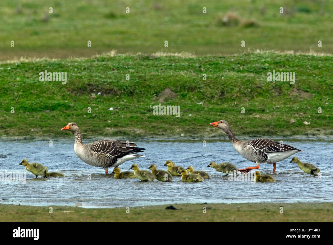 Greylag geese (Anser anser) adults with goslings in spring, Germany Stock Photo