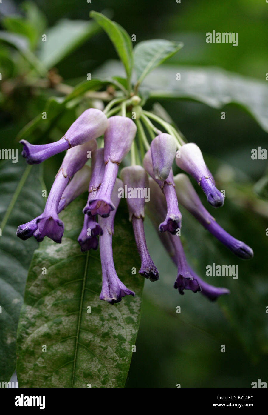 Iochroma calycina, Solanaceae, Ecuador, South America Stock Photo