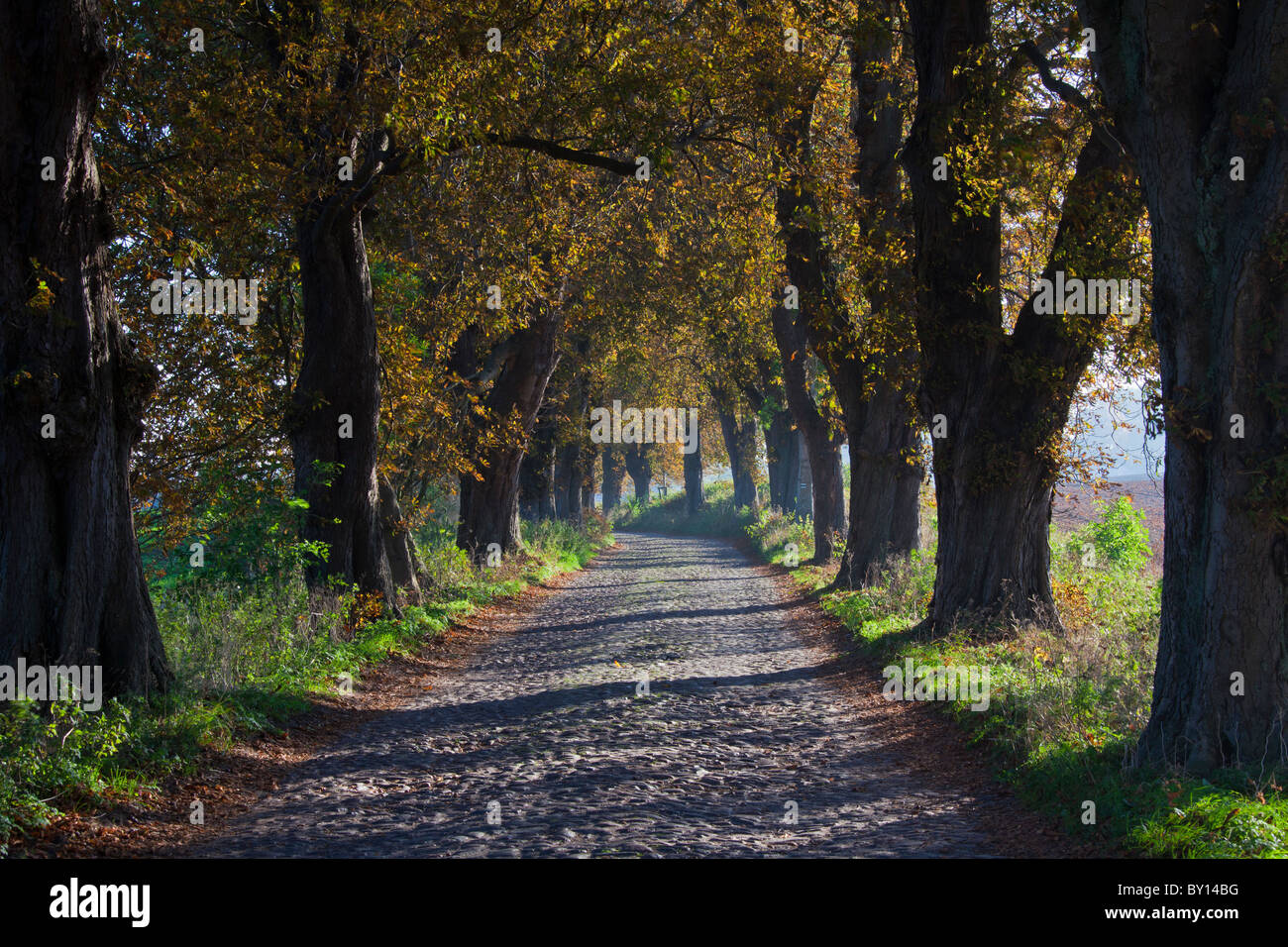 Cobbled street lined with horse chestnut (Aesculus hippocastanum) trees in autumn, Germany Stock Photo
