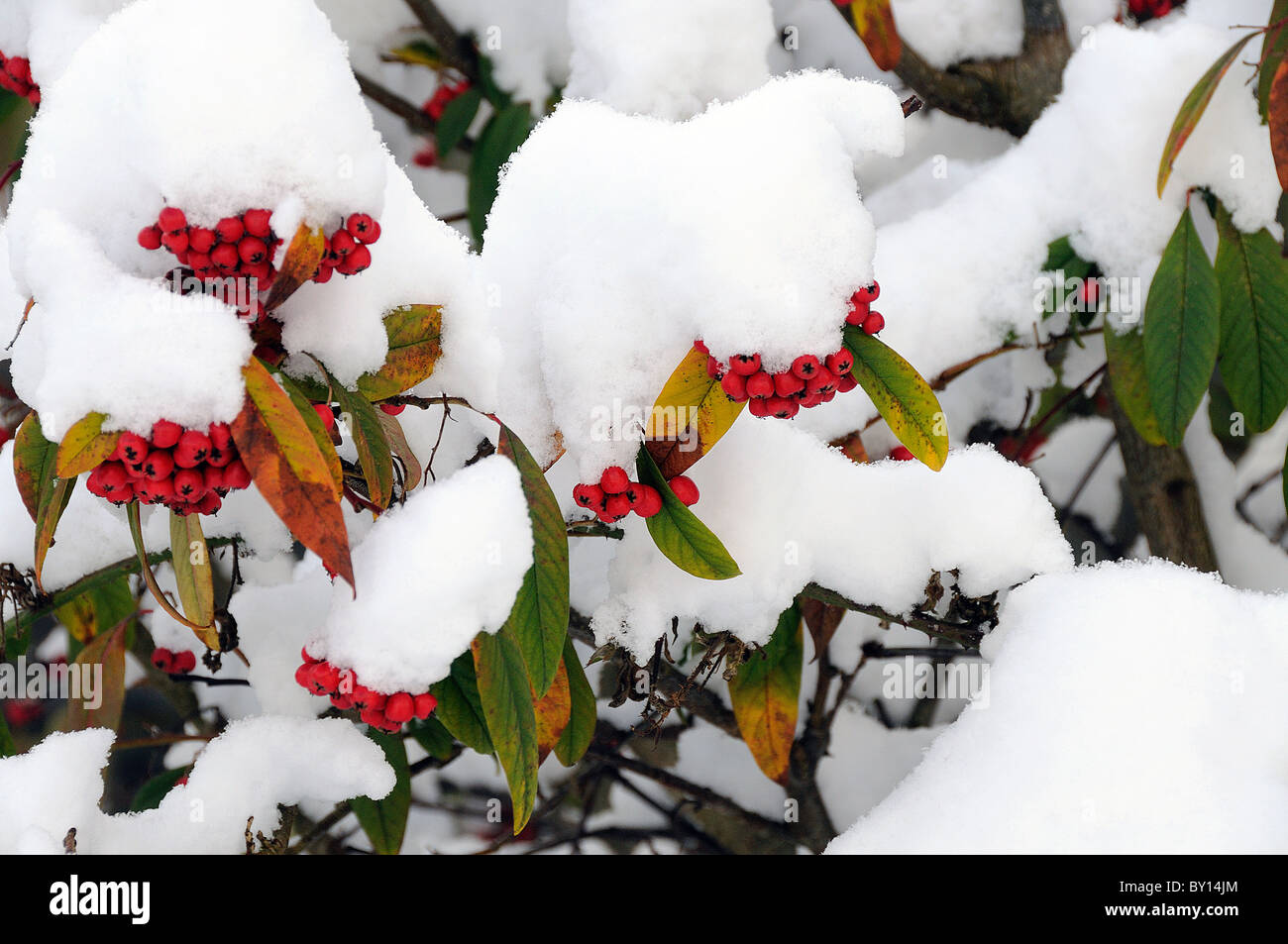 Winter hedgerow berries hi-res stock photography and images - Alamy