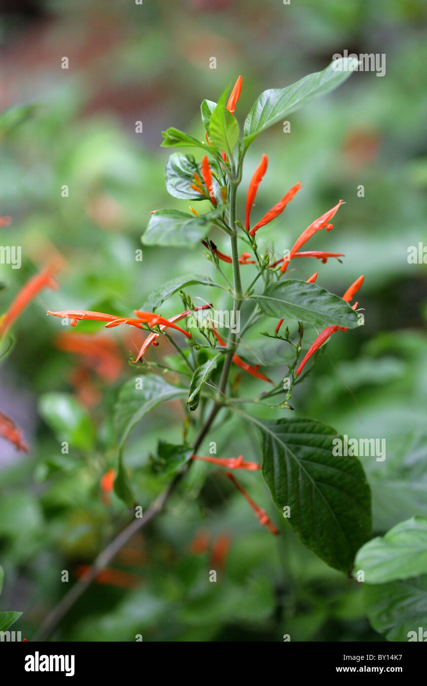 Mexican Honeysuckle, Mohintli or Firecracker Bush, Justicia spicigera (Jacobinia spicigera), Acanthaceae, Tropical America. Stock Photo