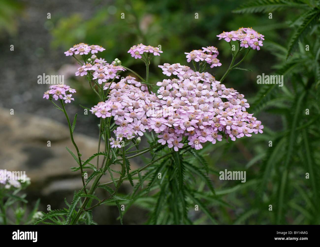 Japanese Alpine Yarrow, Achillea alpina subsp. pulchra, Asteraceae, Japan, Asia. Stock Photo