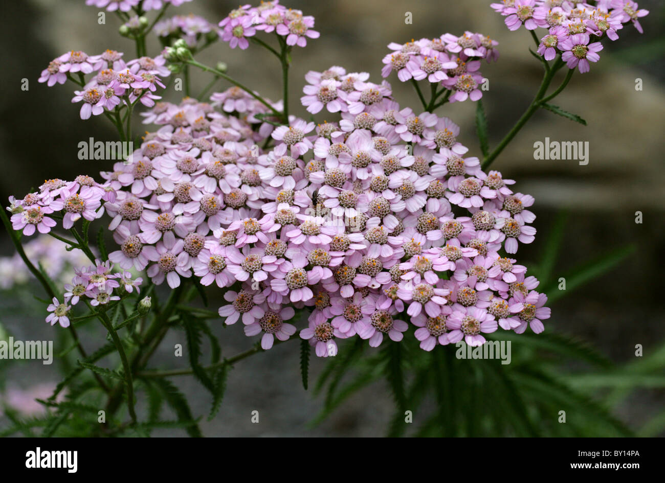 Japanese Alpine Yarrow, Achillea alpina subsp. pulchra, Asteraceae, Japan, Asia. Stock Photo