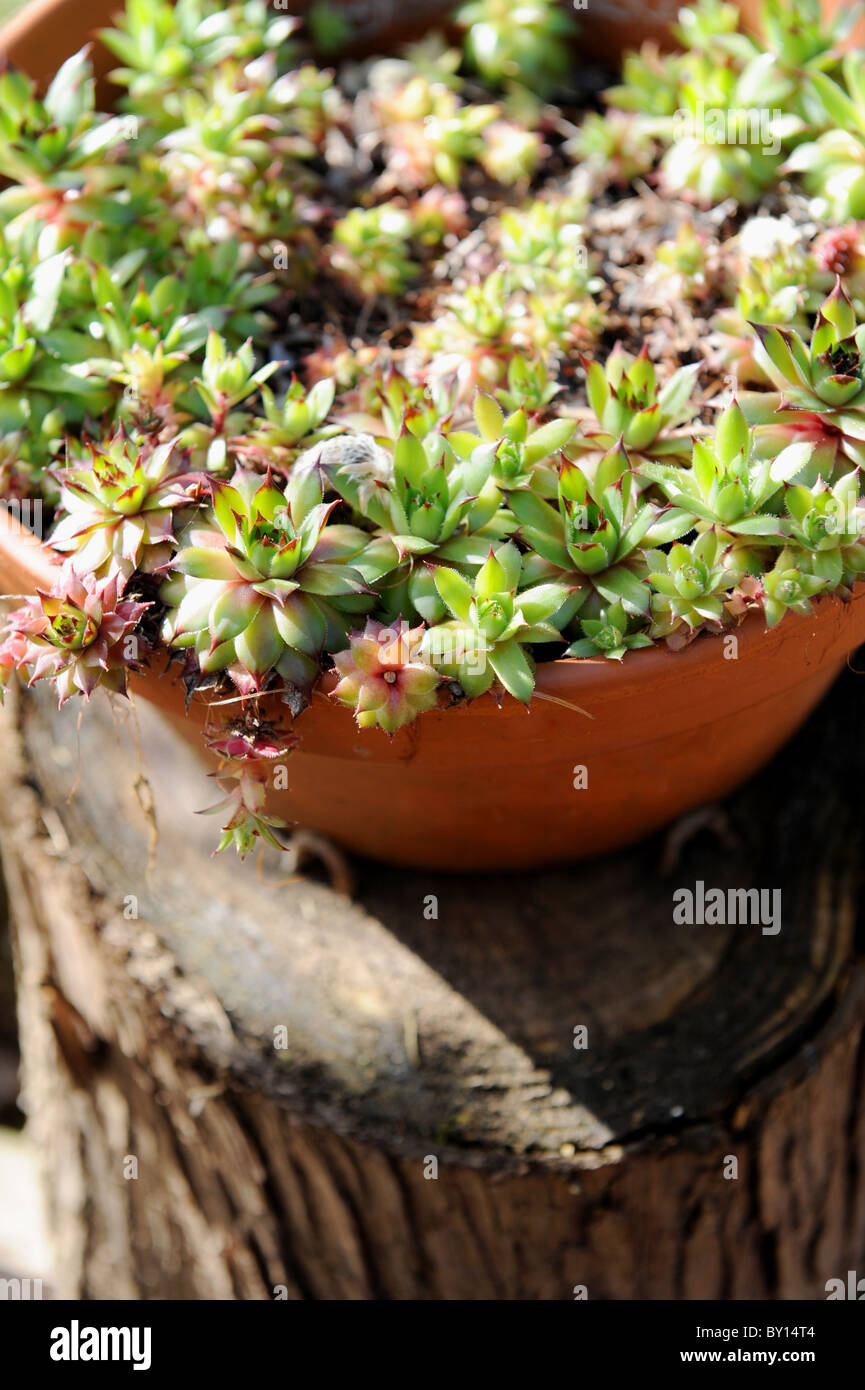 Alpine plant pot hires stock photography and images Alamy