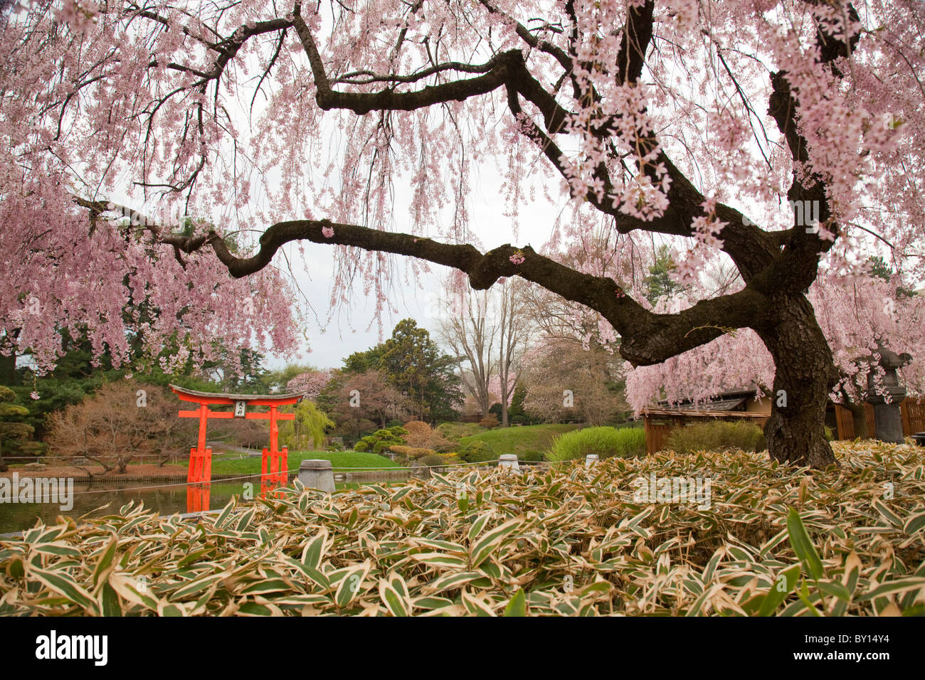 Japanese Garden at the Brooklyn Botanic Garden Stock Photo