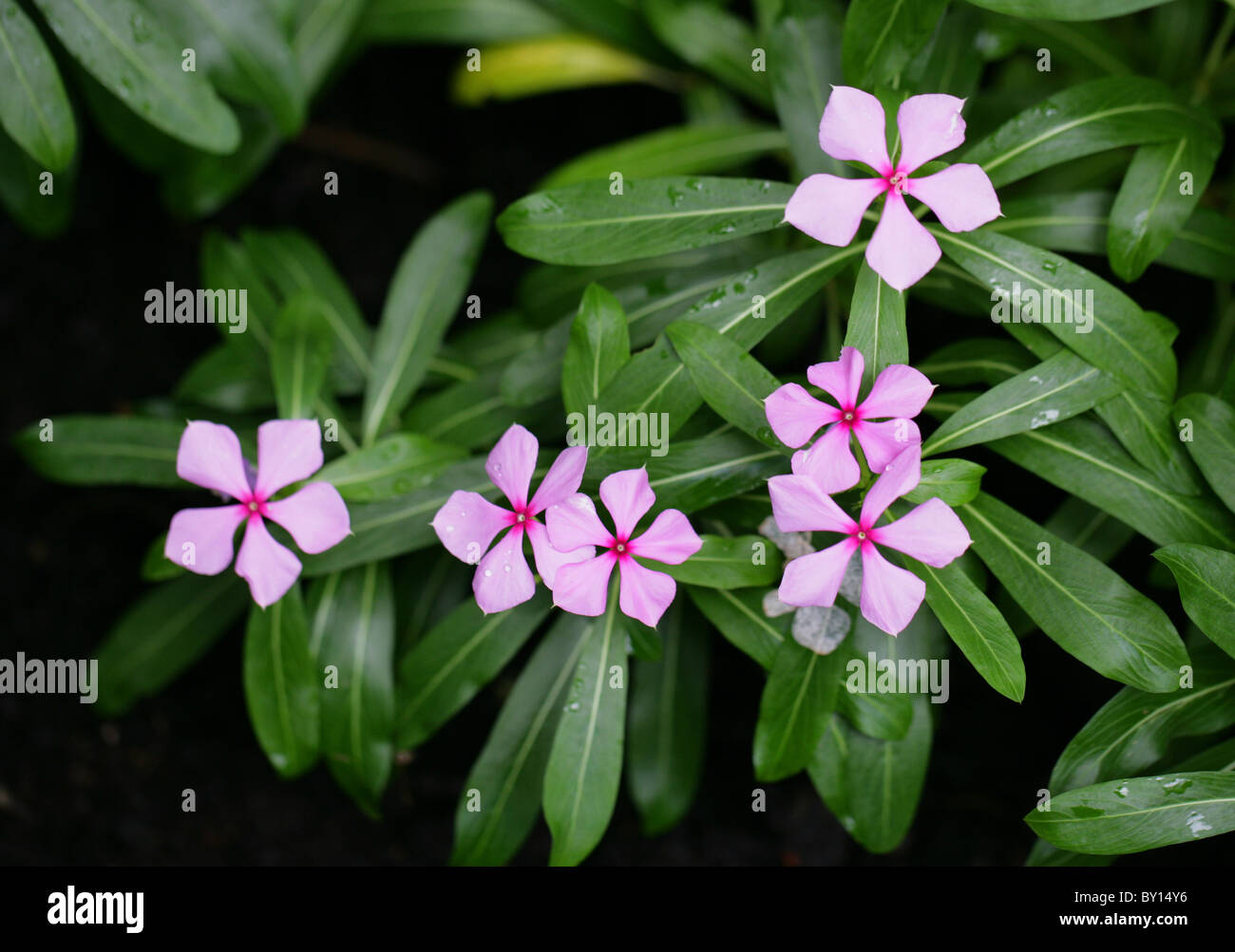 Madagascar Periwinkle, Catharanthus roseus, Apocynaceae, Madagascar, Africa. Aka Cape Periwinkle. Stock Photo