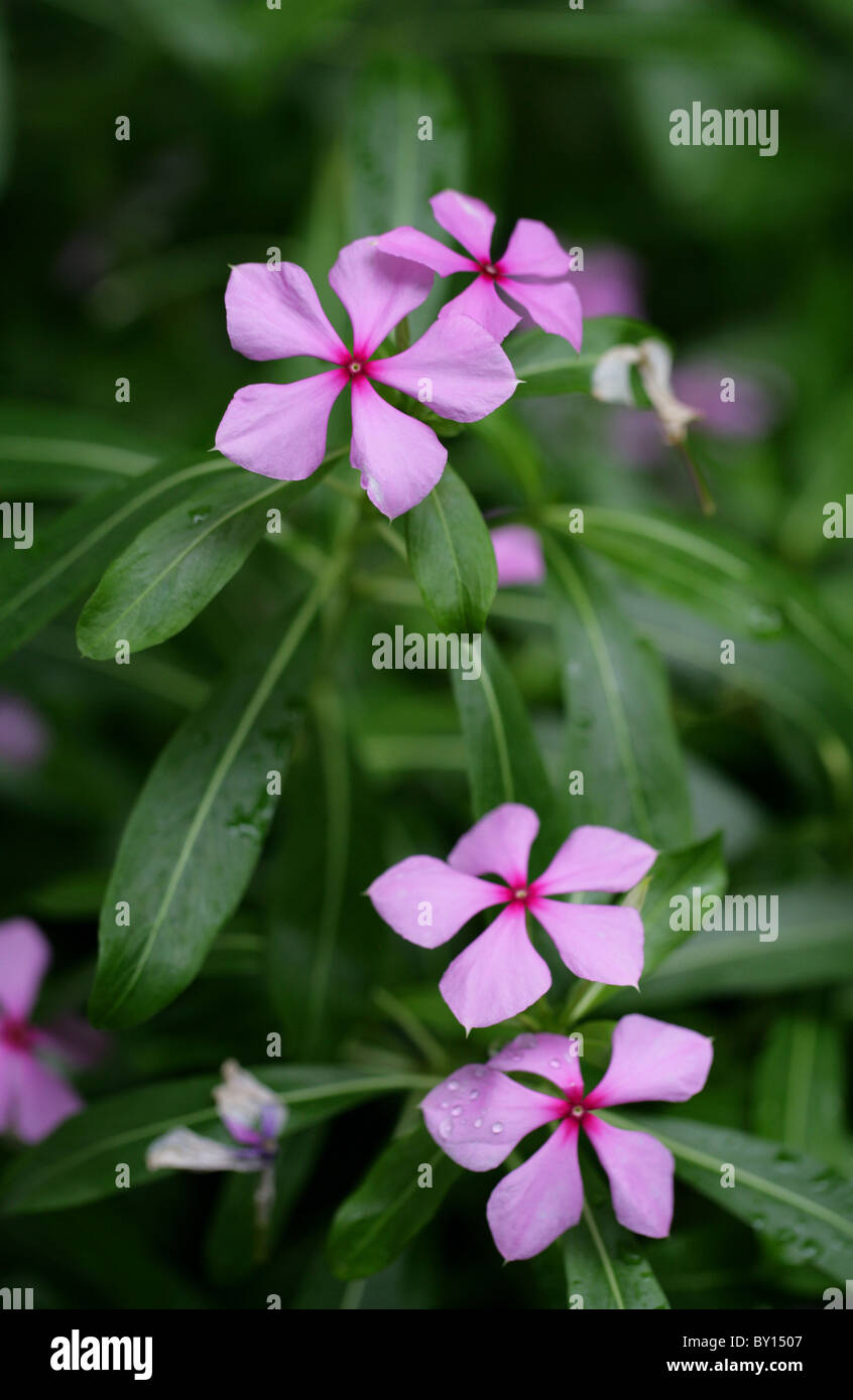 Madagascar Periwinkle, Catharanthus roseus, Apocynaceae, Madagascar, Africa. Aka Cape Periwinkle. Stock Photo