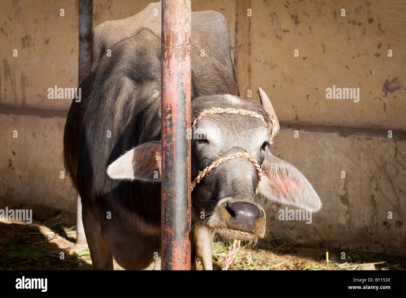 Water Buffalo at the Cattle and Camel market near Luxor Egypt Stock