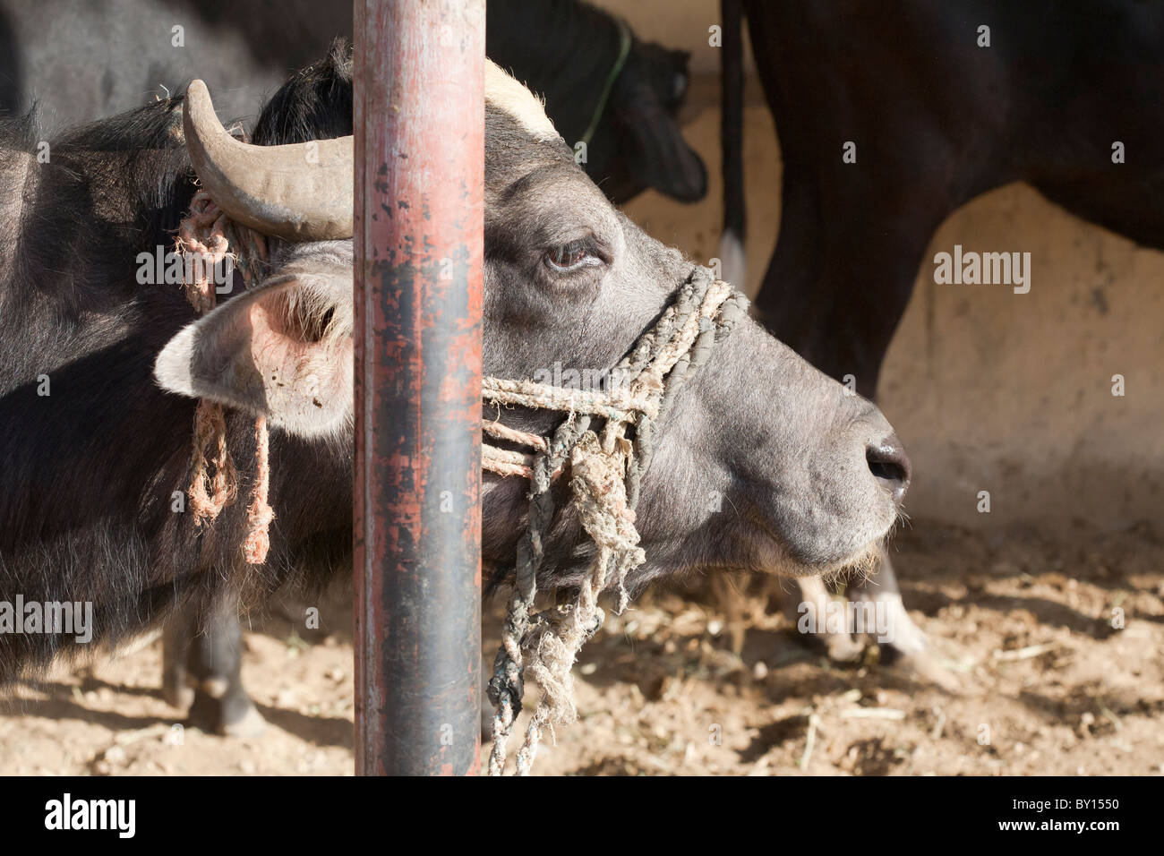 Water buffalo at the Cattle and Camel market near Luxor Egypt Stock