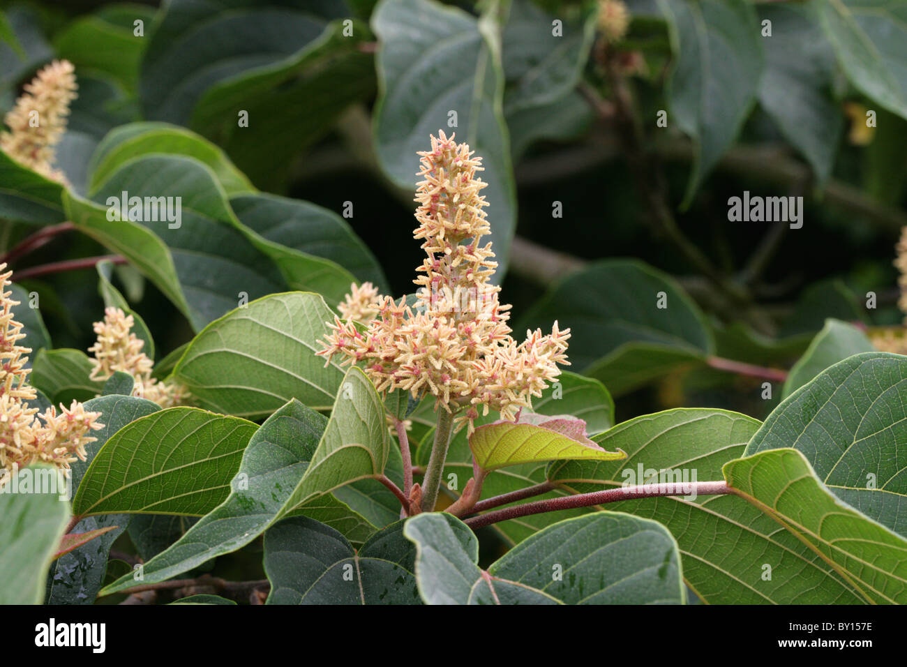 Food Wrapper Plant, Japanese Mallotus, Mallotus japonicus, Euphorbiaceae, Japan, Taiwan, S. China to Temperate E. Asia. Stock Photo