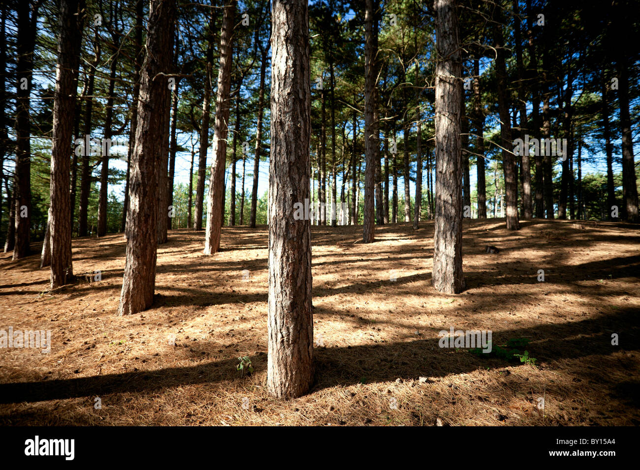 The coastal pinewoods at Lifeboat Road, Formby Point, part of the Red Squirrel refuge on the Sefton Coast and situated to the north of Liverpool, uk. Stock Photo
