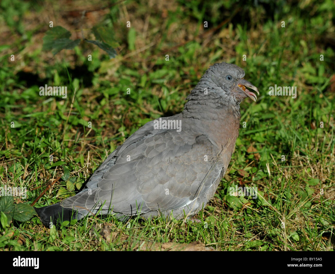 A very old pigeon resting on some grass. Stock Photo