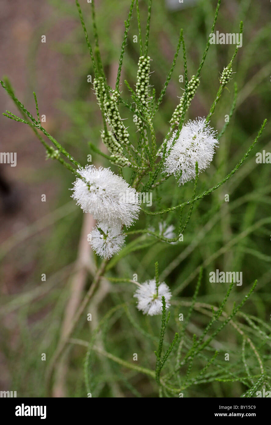 Chenille Honey-Myrtle, Melaleuca huegelii, Myrtaceae, Western Australia. Stock Photo