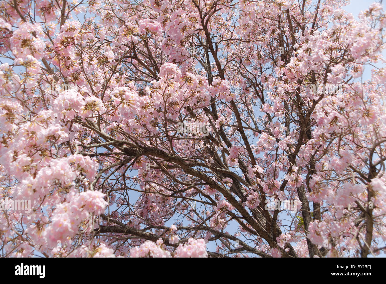 Pink poui blossom Tecoma tree in full bloom Stock Photo