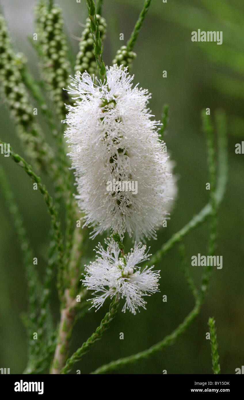 Chenille Honey-Myrtle, Melaleuca huegelii, Myrtaceae, Western Australia. Stock Photo