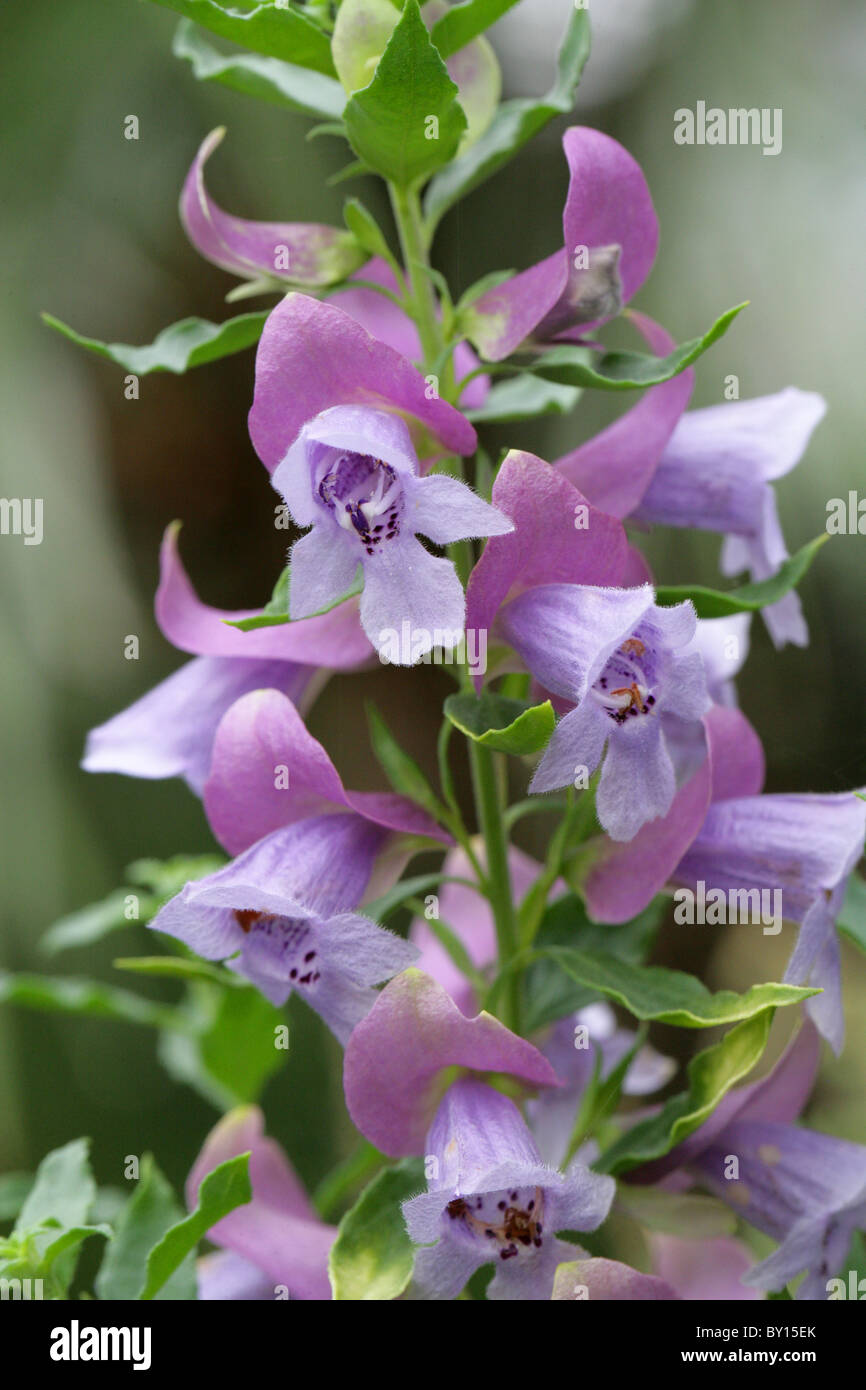 Mintbush or Mint-bush, Prostanthera magnifica, Lamiaceae (Labiatae), Western Australia. Stock Photo