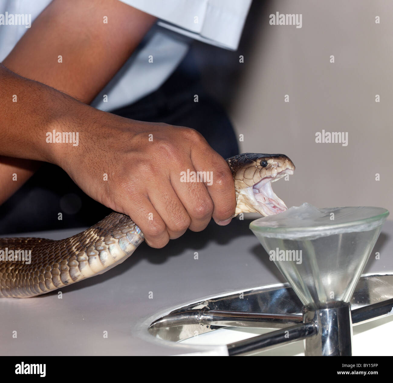 Snakes and snake milking at Bangkok Snake Farm. Poison gets used to make anti venom. December 2010 Stock Photo