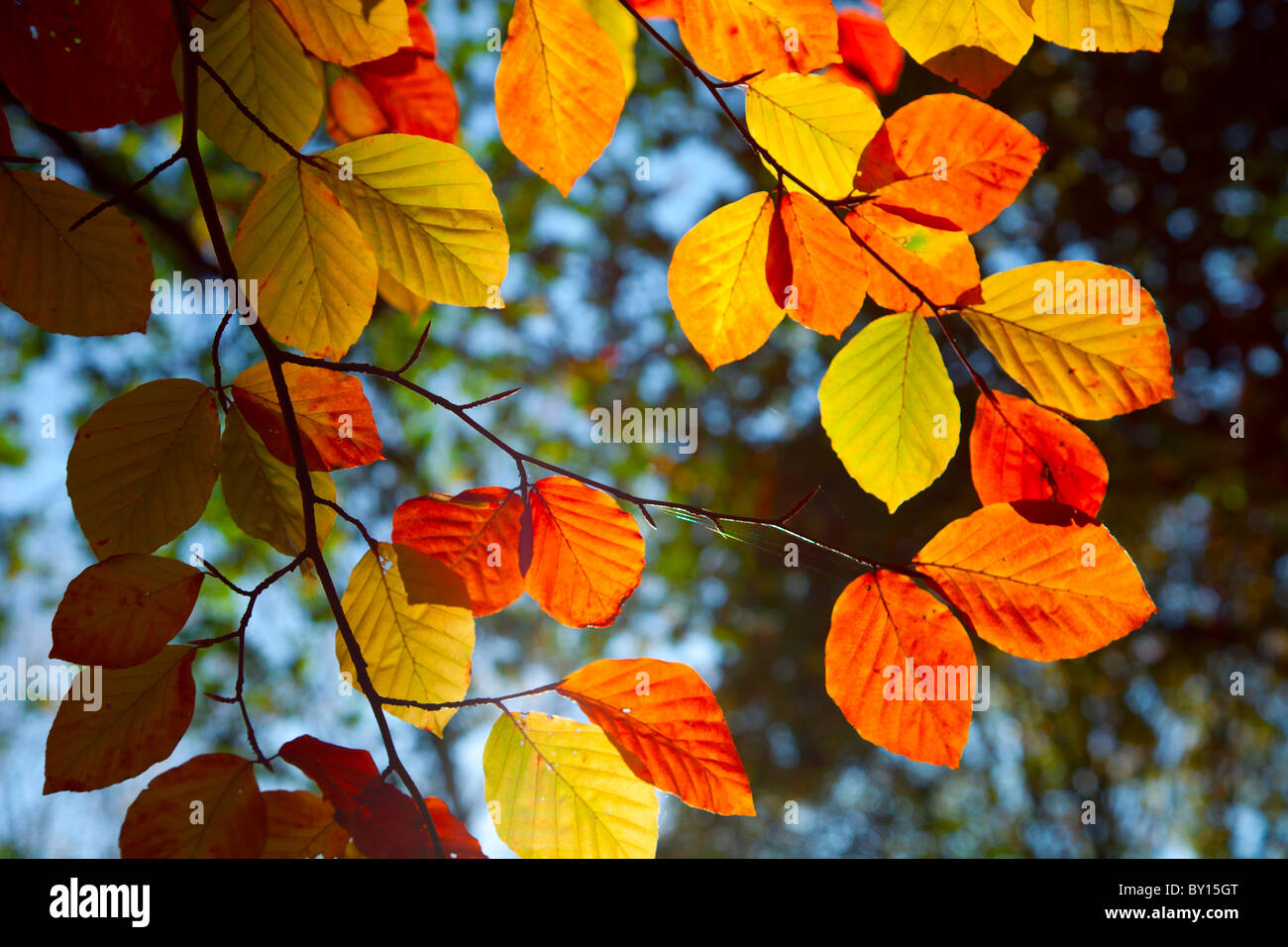 Close-up image of colorful autumn leaves of the Beech tree Fagus sylvatica in an English woodland. Taken looking through the canopy to a blue sky. Stock Photo