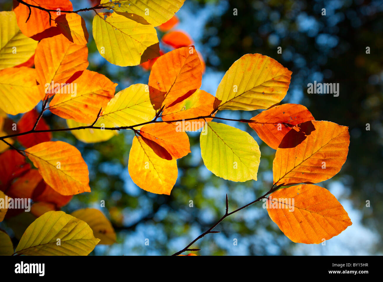 Close-up image of colorful autumn leaves of the Beech tree Fagus sylvatica in an English woodland. Taken looking through the canopy to a blue sky. Stock Photo