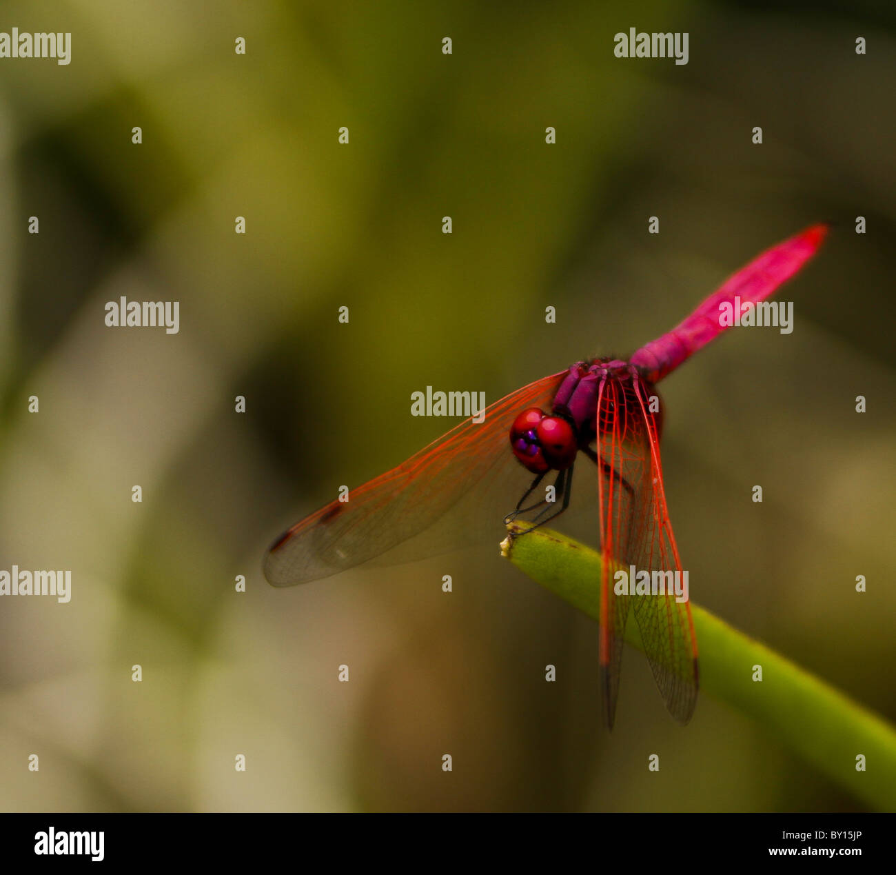 Red Dragonfly perched on a blade of grass Stock Photo - Alamy