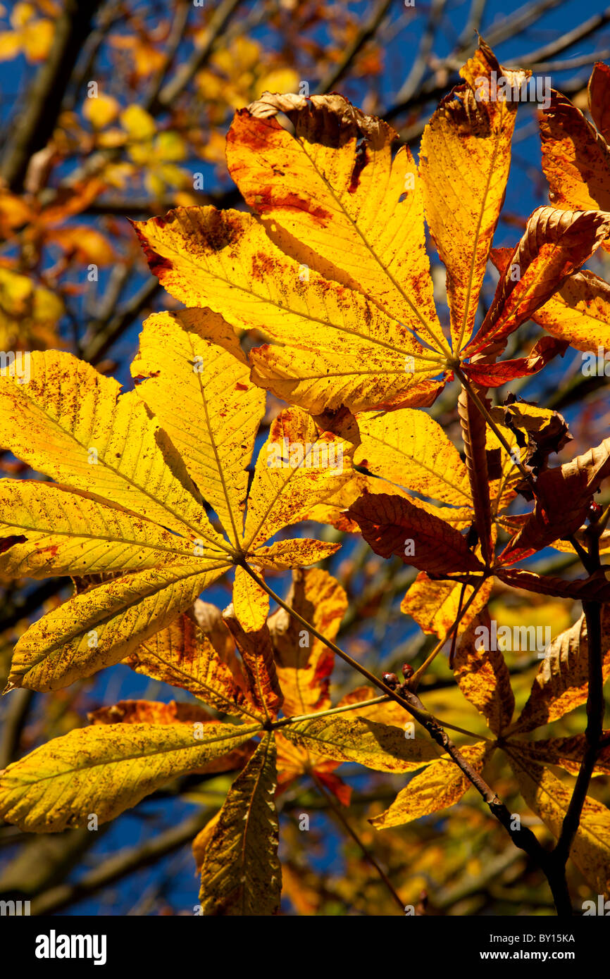 Autumn leaves of the Horse Chestnut or conker tree Stock Photo