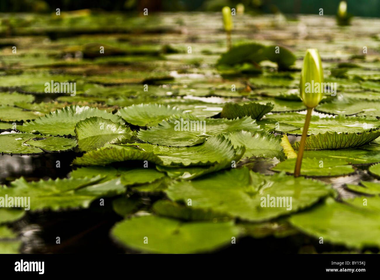 Water lily buds just before opening Stock Photo Alamy