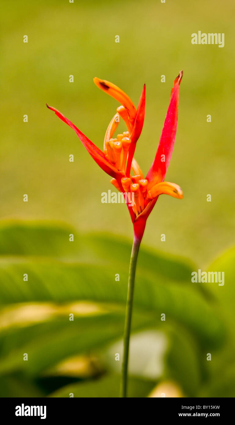 Parrot Heliconia,  (Heliconiaceae psittacorum ) Stock Photo