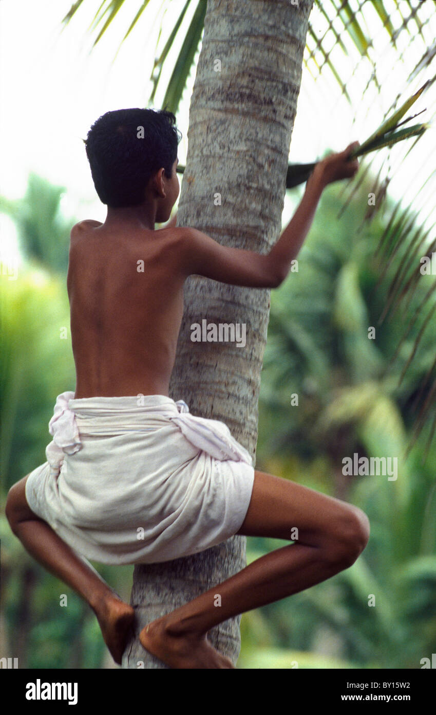 Picking Coconut in Backwaters of Cochin (Kerala), India Stock Photo