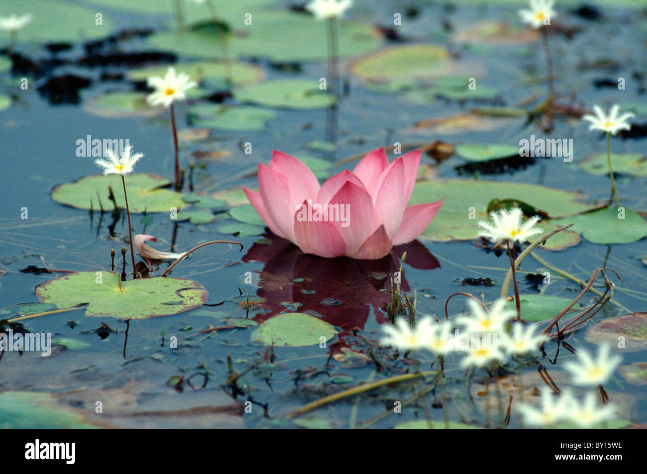 WaterLily in Backwaters of Cochin (Kerala), India Stock Photo Alamy