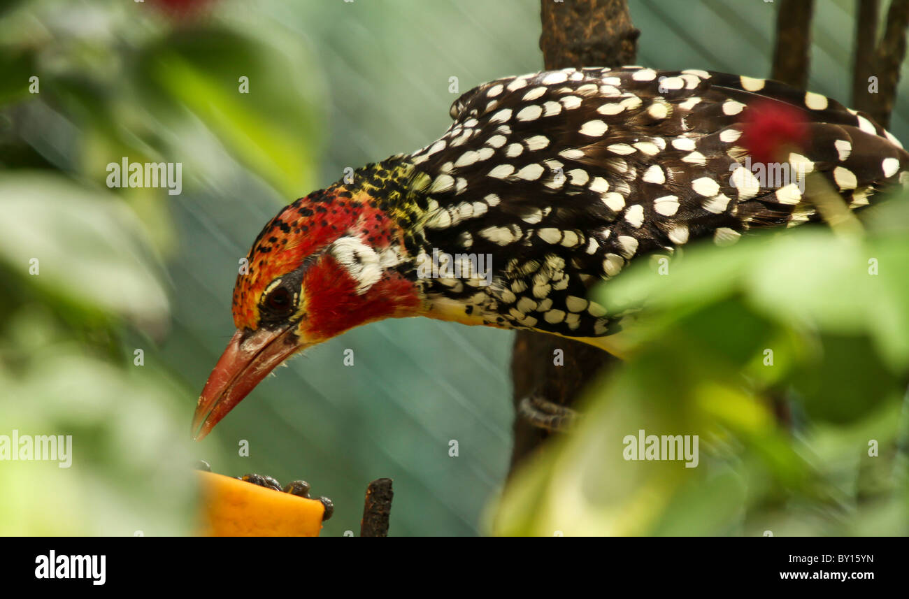 Red-and-yellow Barbet (Trachyphonus erythrocephalus) taken in Kuala Lumpur  Bird park Stock Photo