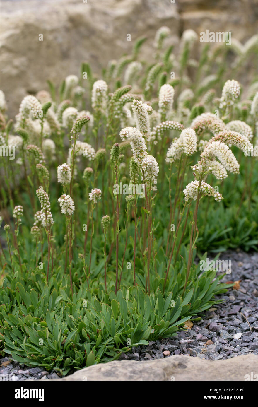 Halfshrub Rockmat or Chelan Rockmat, Petrophyton (Petrophytum) cinerascens, Rosaceae. Washingon State, USA, North America. Rare. Stock Photo