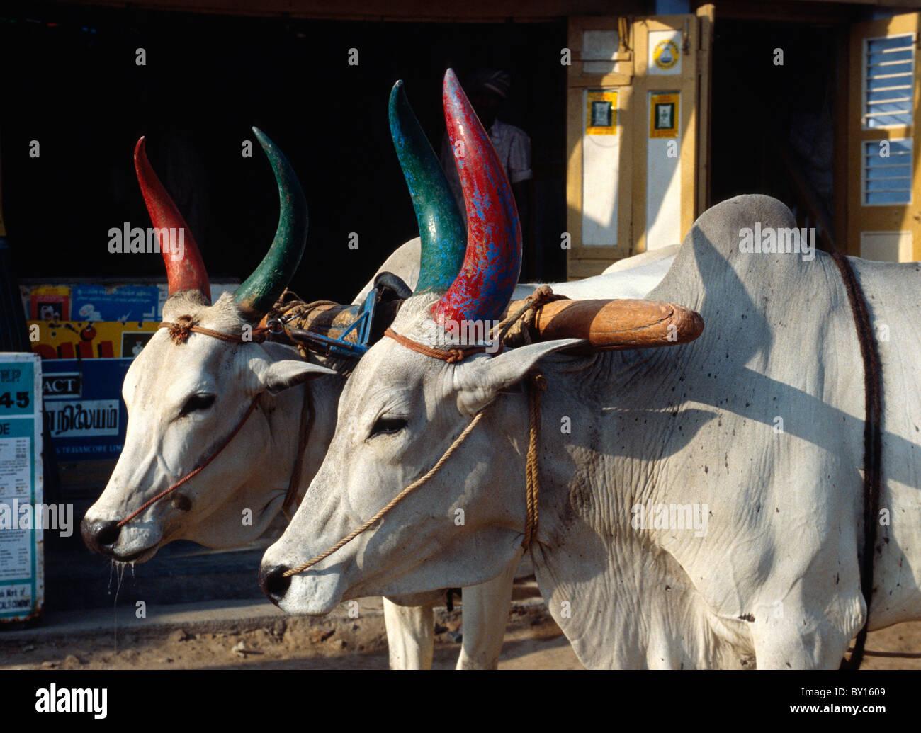Ox.Cart in Kanchipuram (Tamil Nadu), India Stock Photo