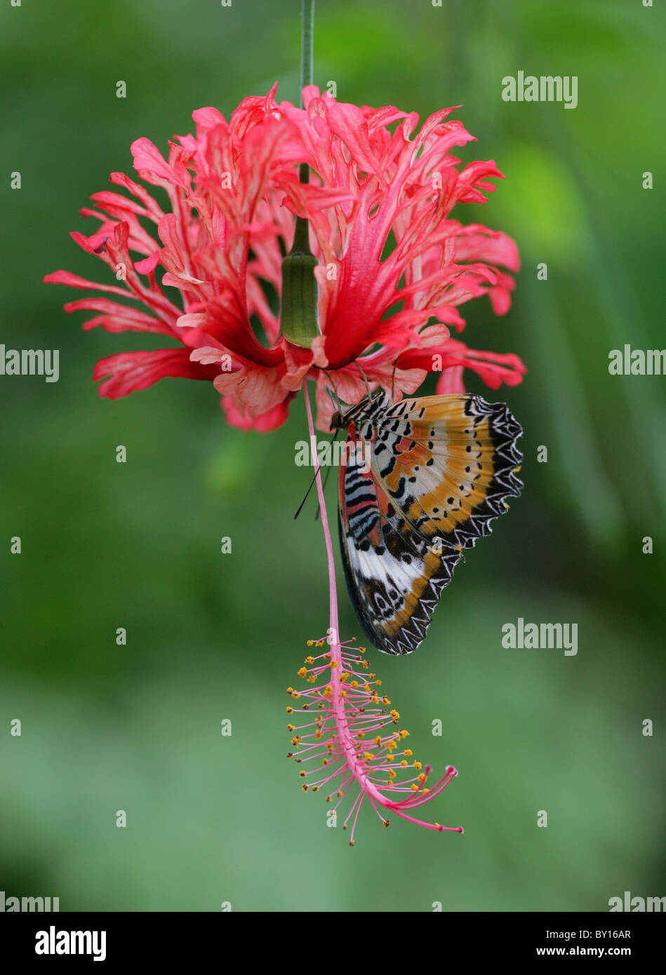 Red Lacewing Butterfly, Cethosia biblis, Nymphalidae on Japanese Lantern or Coral Hibiscus, Hibiscus schizopetalus, Malvaceae. Stock Photo