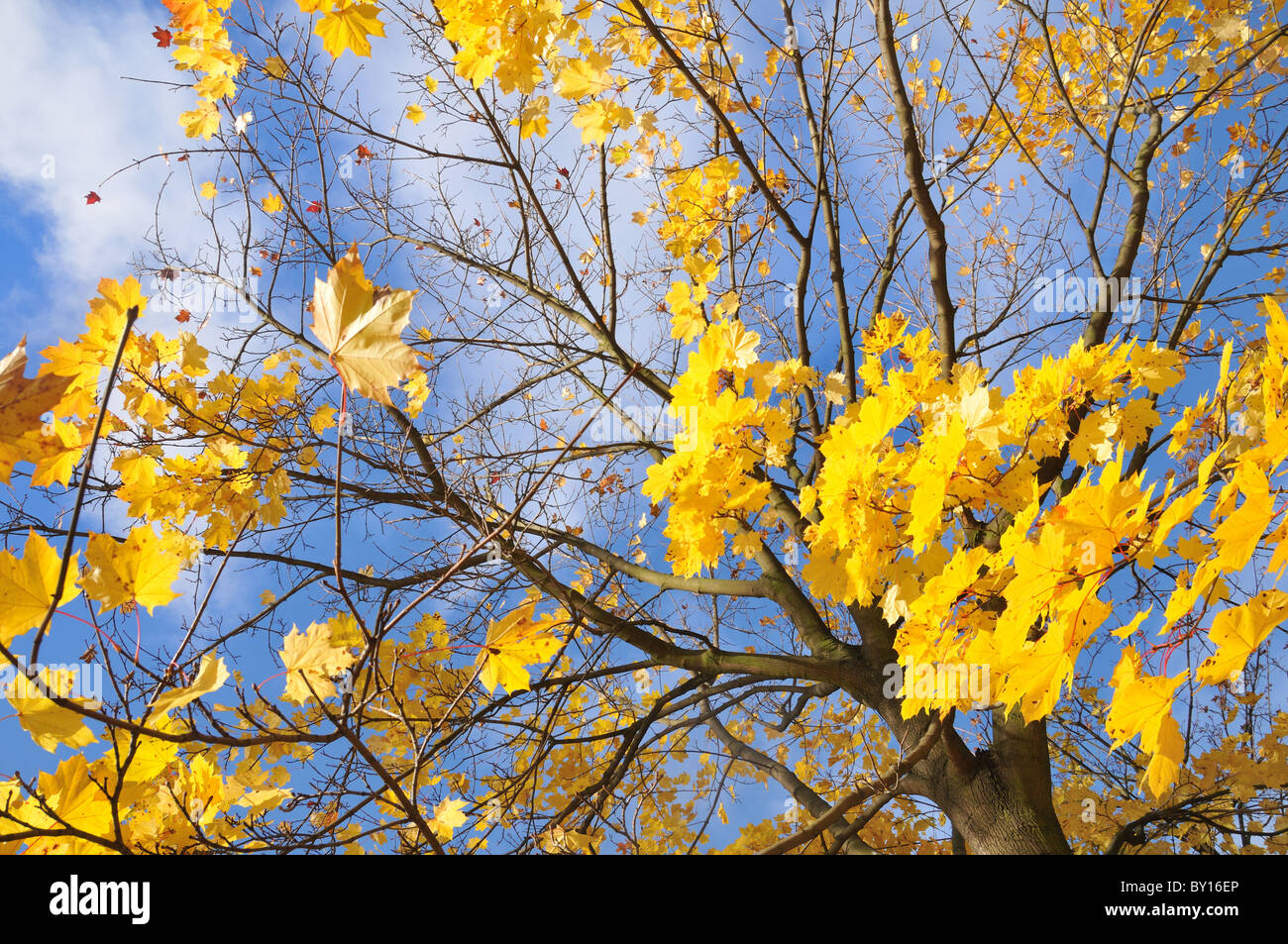 Yellow maple leaves against blue sky, autumn trees Stock Photo - Alamy