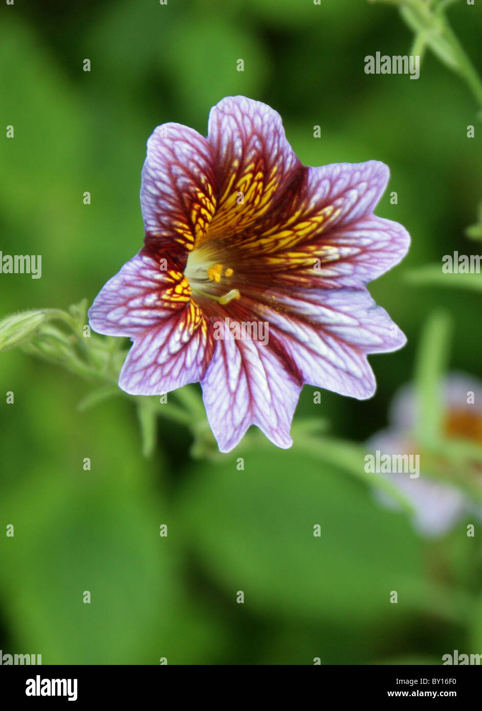 Painted Tongue, Scalloped Tube Tongue, or Velvet Trumpet Flower, Salpiglossis sinuata, Solanaceae, Chile, South America. Stock Photo