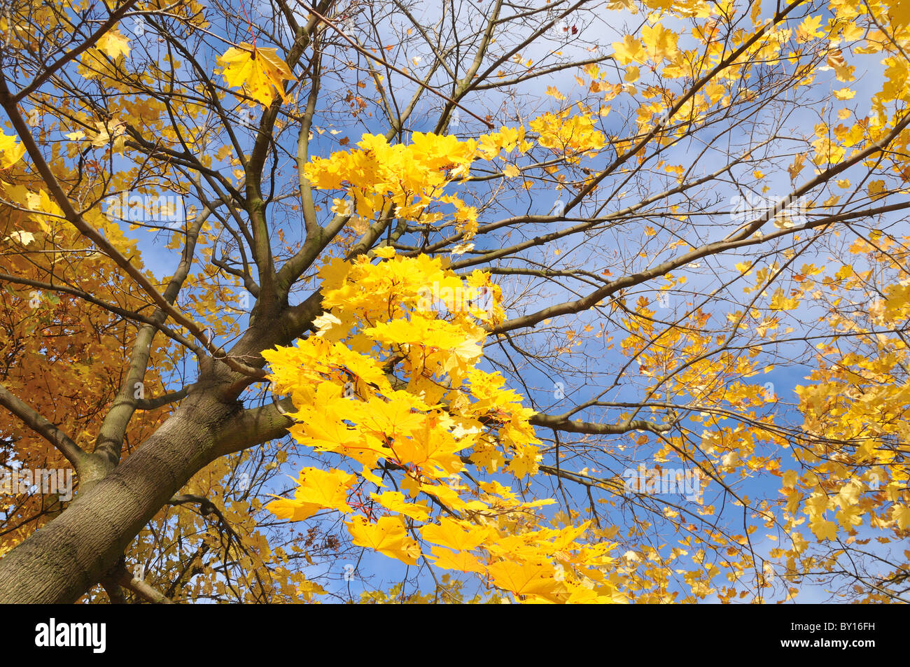Yellow maple leaves against blue sky, autumn trees Stock Photo - Alamy