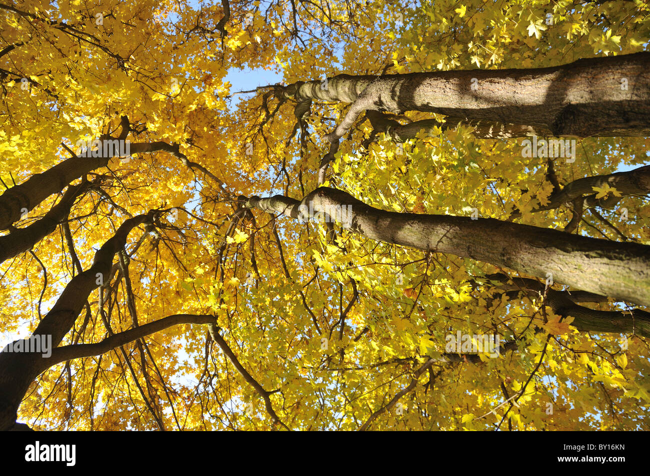 Autumn gold tree hi-res stock photography and images - Alamy