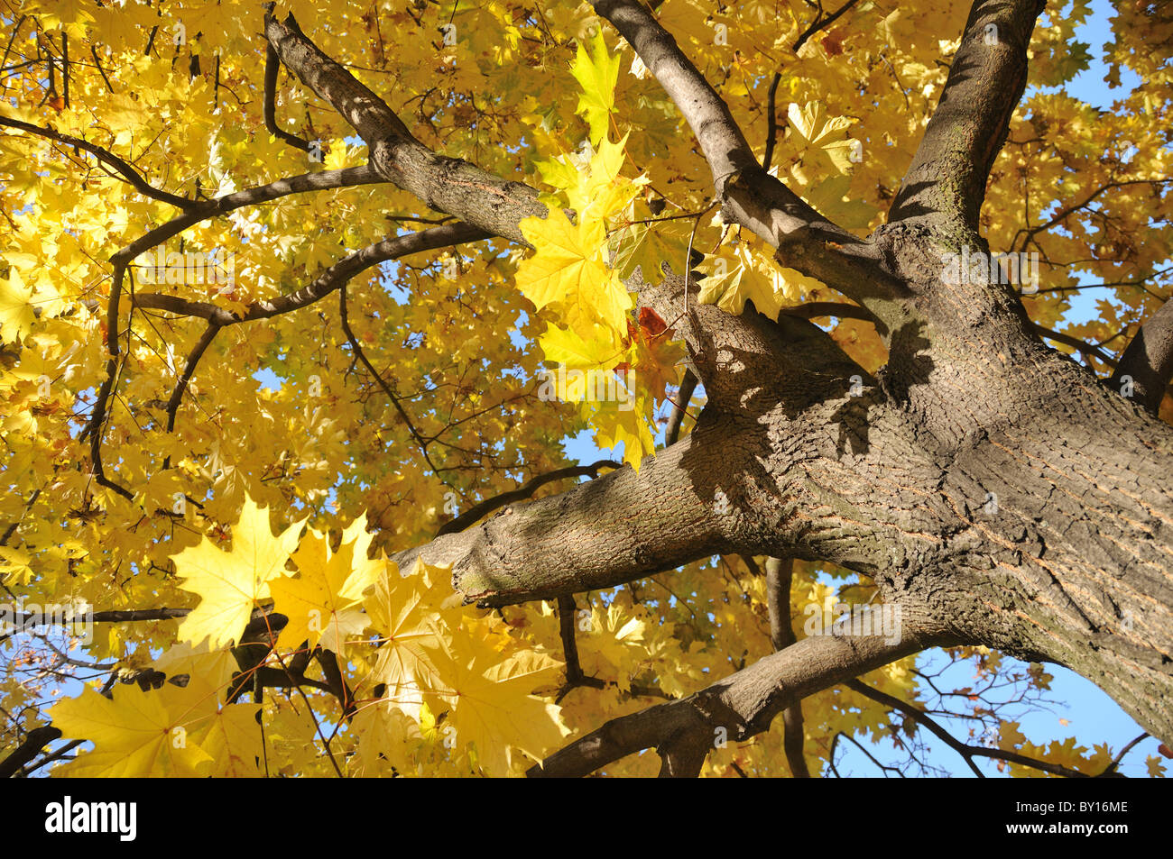 Maple tree in Autumn displaying bright yellow leaves Stock Photo - Alamy