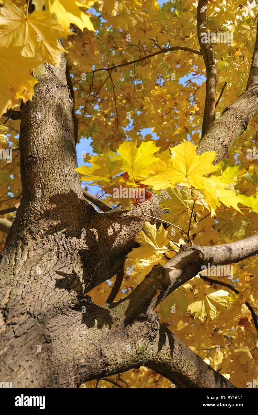 Maple tree in Autumn displaying bright yellow leaves Stock Photo - Alamy