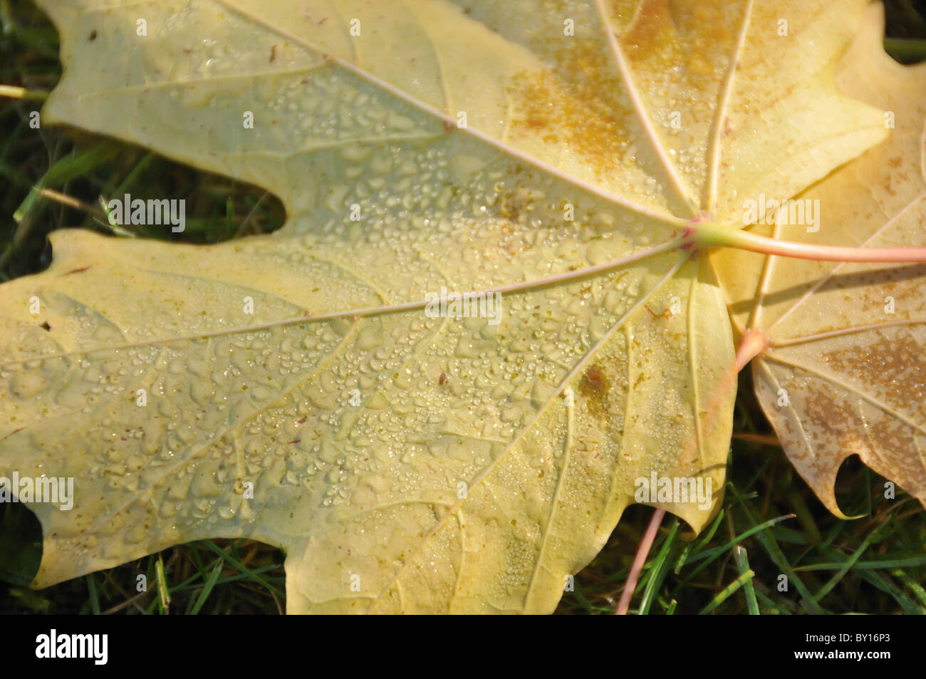 Maple leaf dew drops hi-res stock photography and images - Alamy
